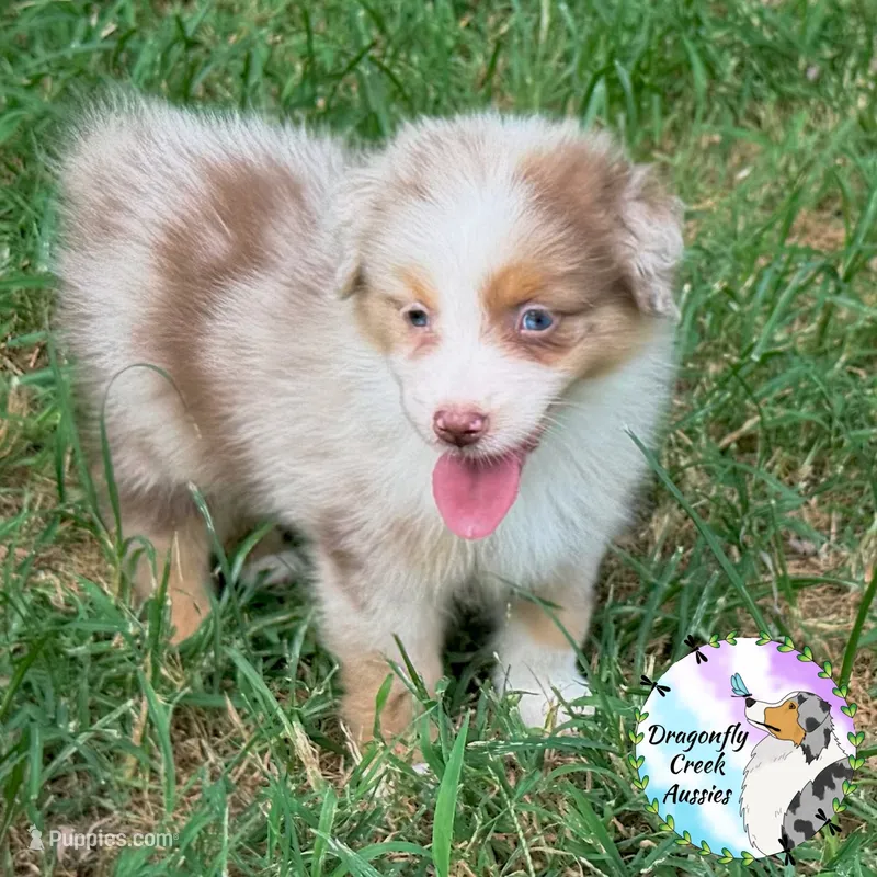 Butterfly - Orange Collar RMF  – Australian Shepherd puppy for sale in Prairie Grove, AR