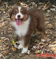 Ladybug (AKC & ASDR), a female Australian Shepherd for sale in Prairie Grove, AR – 4 of 9
