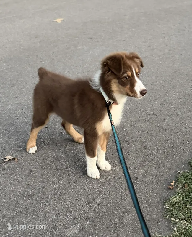 Red Tri Girl – Australian Shepherd puppy for sale in Prairie Grove, AR
