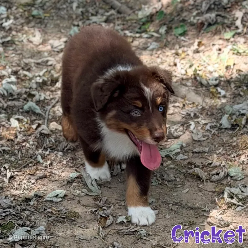 Cricket AKC & ASDR – Australian Shepherd puppy for sale in Prairie Grove, AR