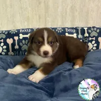 Moth AKC & ASDR, a female Australian Shepherd for sale in Prairie Grove, AR – 5 of 7