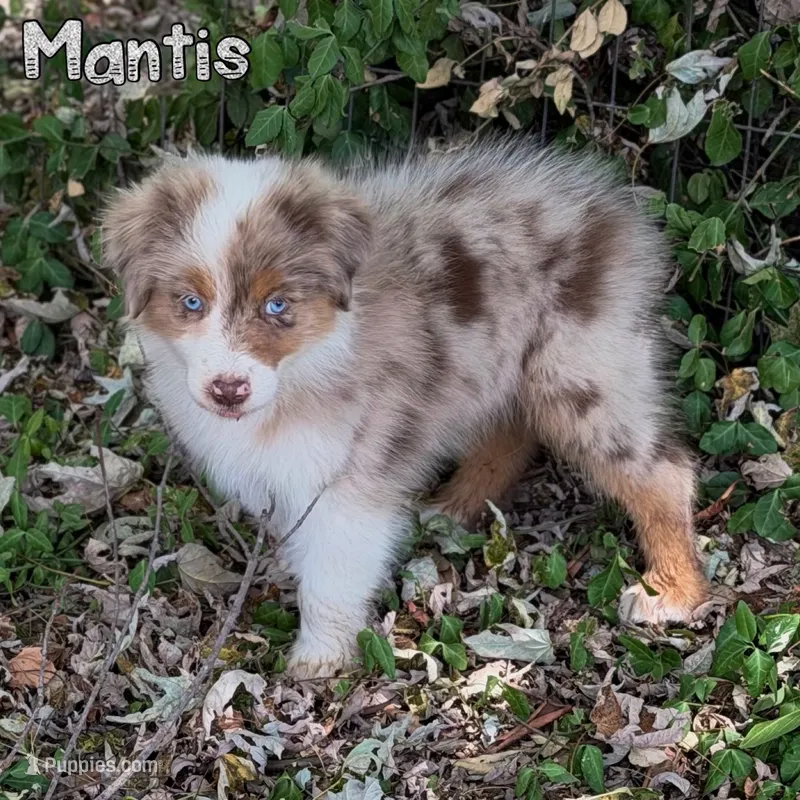 Mantis AKC & ASDR – Australian Shepherd puppy for sale in Prairie Grove, AR