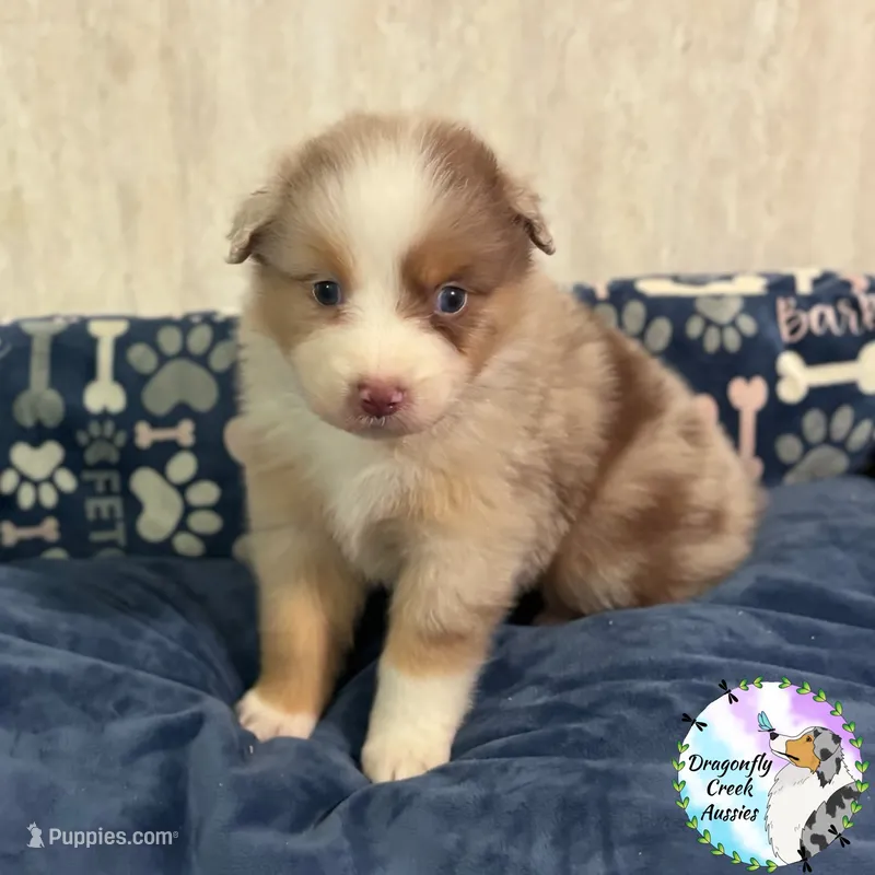 Butterfly - Orange Collar RMF  – Australian Shepherd puppy for sale in Prairie Grove, AR