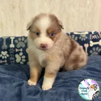 Butterfly AKC & ASDR, a female Australian Shepherd for sale in Prairie Grove, AR – 2 of 4