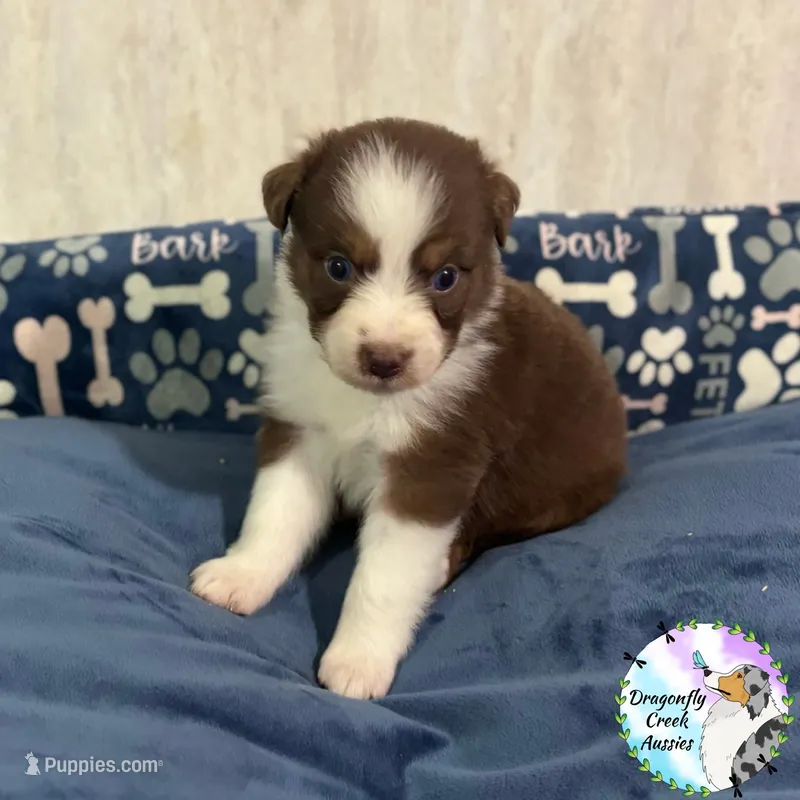 Bee - Yellow Collar RTF  – Australian Shepherd puppy for sale in Prairie Grove, AR