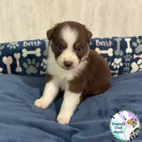 Bee AKC & ASDR, a female Australian Shepherd for sale in Prairie Grove, AR – 2 of 4