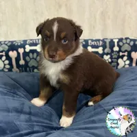 Cricket AKC & ASDR, a female Australian Shepherd for sale in Prairie Grove, AR – 2 of 4