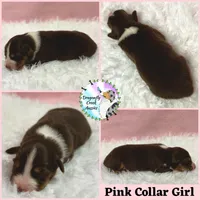 Moth AKC & ASDR, a female Australian Shepherd for sale in Prairie Grove, AR – 7 of 7