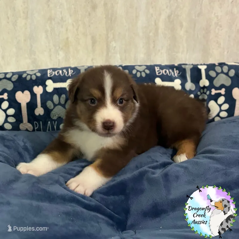 Moth - Pink Collar RTF  – Australian Shepherd puppy for sale in Prairie Grove, AR