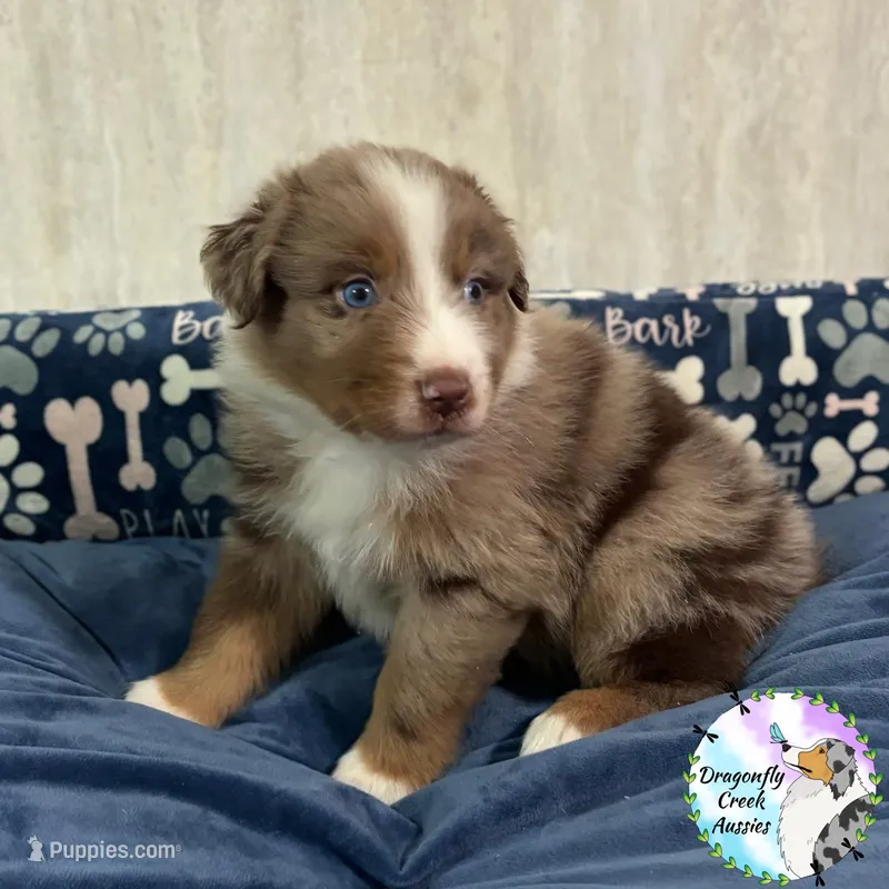 Spider - Teal Collar RMM  – Australian Shepherd puppy for sale in Prairie Grove, AR