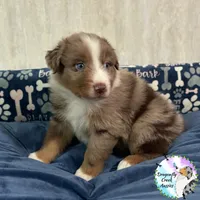 Spider AKC & ASDR, a male Australian Shepherd for sale in Prairie Grove, AR – 2 of 4