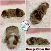 Butterfly AKC & ASDR, a female Australian Shepherd for sale in Prairie Grove, AR – 6 of 6