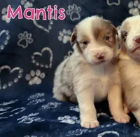Mantis AKC & ASDR, a female Australian Shepherd for sale in Prairie Grove, AR – 3 of 4