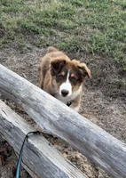 Red Tri Girl, a female Australian Shepherd for sale in Prairie Grove, AR – 2 of 6