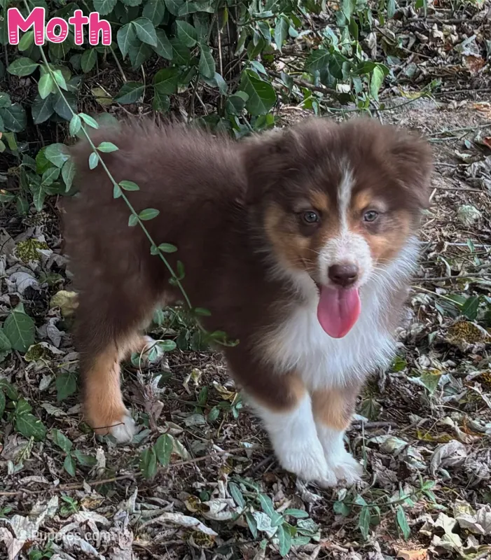 Moth AKC & ASDR – Australian Shepherd puppy for sale in Prairie Grove, AR
