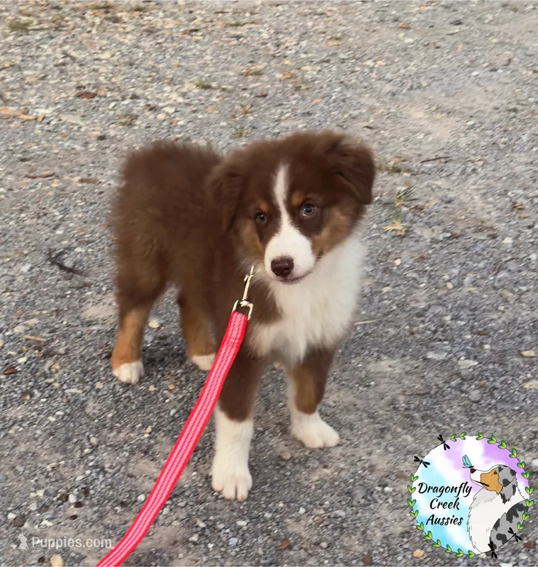 Ladybug (AKC & ASDR) – Australian Shepherd puppy for sale in Prairie Grove, AR