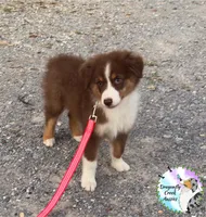 Ladybug (AKC & ASDR), a female Australian Shepherd for sale in Prairie Grove, AR – 1 of 9