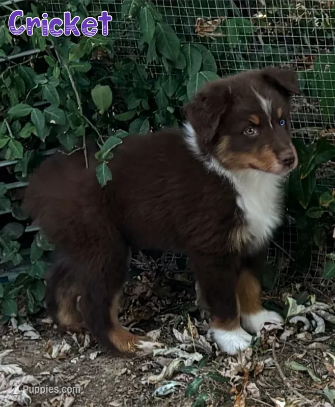 Cricket AKC & ASDR – Australian Shepherd puppy for sale in Prairie Grove, AR