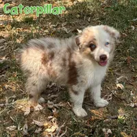 Caterpillar AKC & ASDR, a male Australian Shepherd for sale in Prairie Grove, AR – 2 of 7