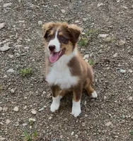 Red Tri Girl, a female Australian Shepherd for sale in Prairie Grove, AR – 5 of 6