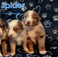 Spider - Teal Collar RMM , a male Australian Shepherd for sale in Prairie Grove, AR – 2 of 2