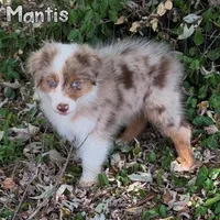 Mantis (AKC & ASDR), a female Australian Shepherd for sale in Prairie Grove, AR – 4 of 9