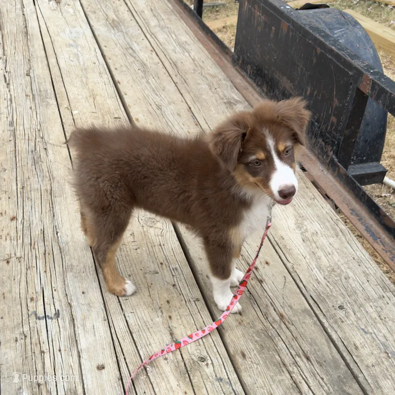AKC+ASDR "Moth" – Australian Shepherd puppy for sale in Prairie Grove, AR