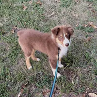 Red Tri Girl, a female Australian Shepherd for sale in Prairie Grove, AR – 4 of 6