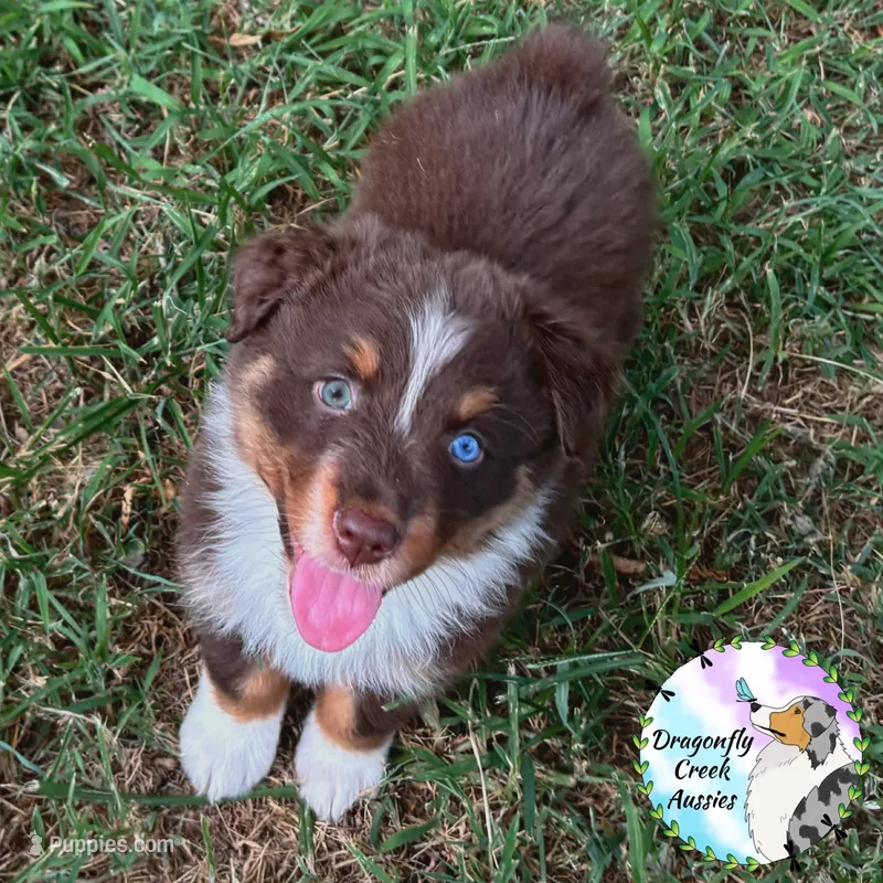 Cricket - Purple Collar RTF  – Australian Shepherd puppy for sale in Prairie Grove, AR