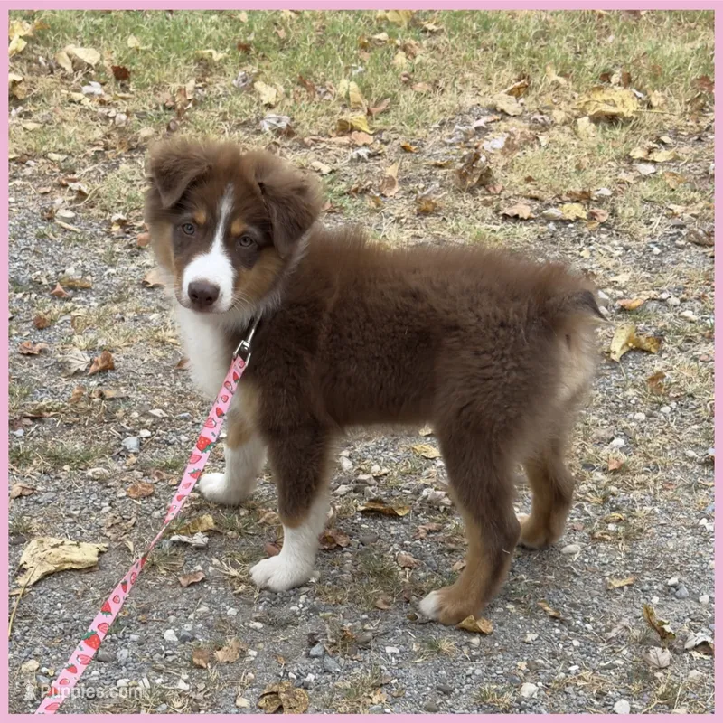 Moth - Akc&Asdr – Australian Shepherd puppy for sale in Prairie Grove, AR