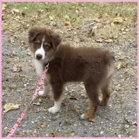 Moth - Akc&Asdr, a female Australian Shepherd for sale in Prairie Grove, AR – 1 of 10