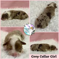 Mantis AKC & ASDR, a female Australian Shepherd for sale in Prairie Grove, AR – 4 of 4