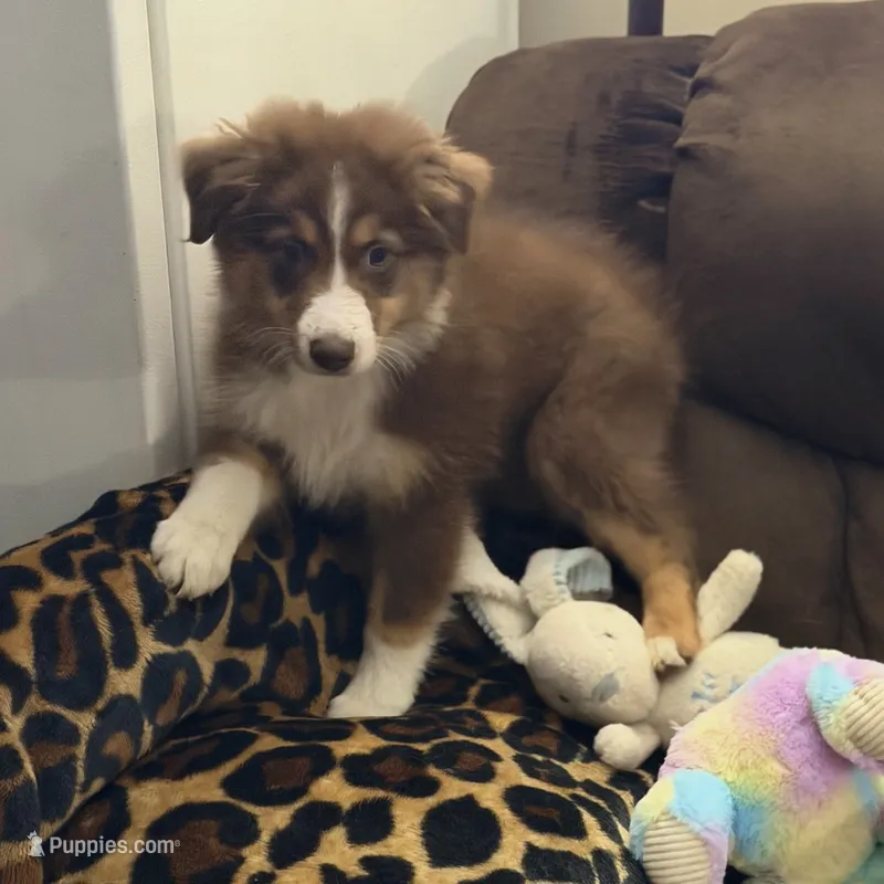 Moth AKC & ASDR – Australian Shepherd puppy for sale in Prairie Grove, AR