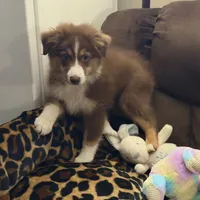Moth AKC & ASDR, a female Australian Shepherd for sale in Prairie Grove, AR – 1 of 7