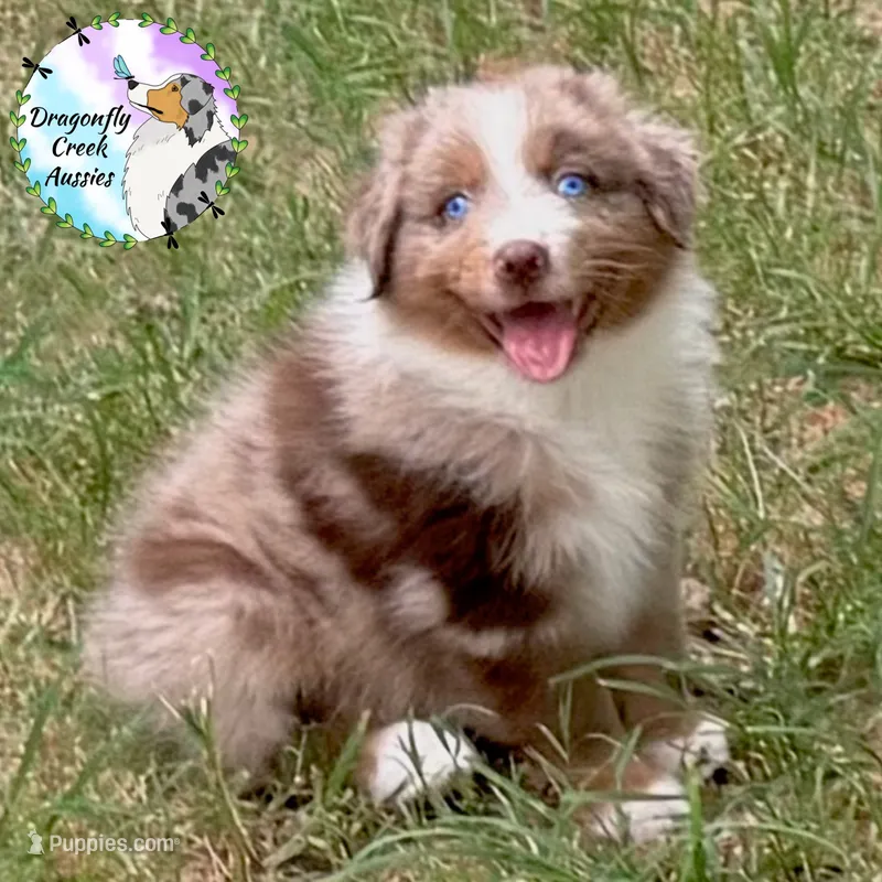 Spider - Teal Collar RMM  – Australian Shepherd puppy for sale in Prairie Grove, AR