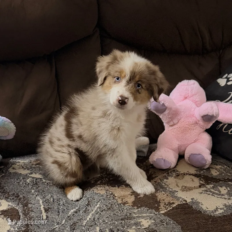 Mantis AKC & ASDR – Australian Shepherd puppy for sale in Prairie Grove, AR