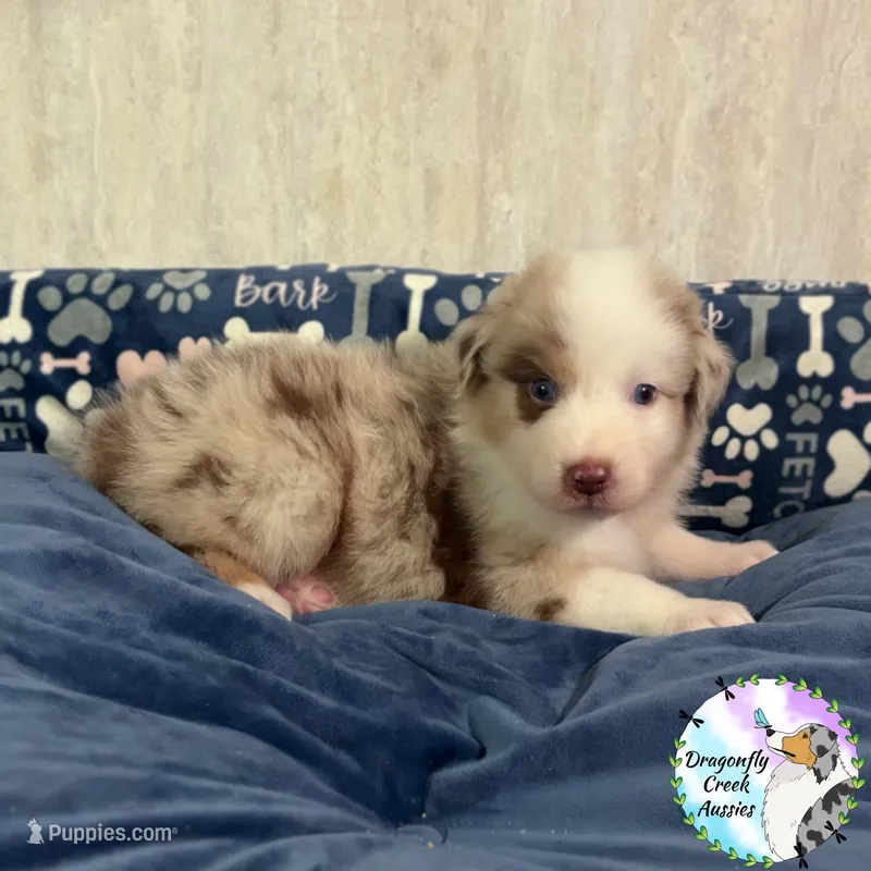 Caterpillar - Green Collar RMM – Australian Shepherd puppy for sale in Prairie Grove, AR