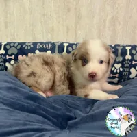 Caterpillar AKC & ASDR, a male Australian Shepherd for sale in Prairie Grove, AR – 3 of 5