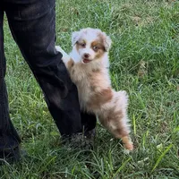 Butterfly AKC & ASDR, a female Australian Shepherd for sale in Prairie Grove, AR – 2 of 6