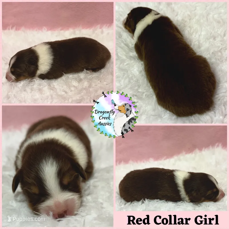 Ladybug - Red Collar RTF  – Australian Shepherd puppy for sale in Prairie Grove, AR