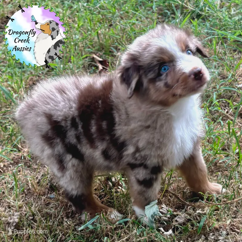 Dragonfly - Blue Collar RMM – Australian Shepherd puppy for sale in Prairie Grove, AR