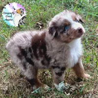 Dragonfly AKC & ASDR, a male Australian Shepherd for sale in Prairie Grove, AR – 1 of 4