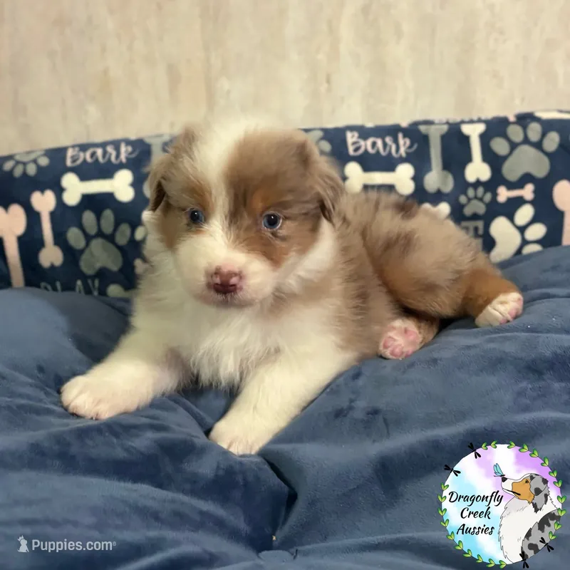 Mantis - Grey Collar RMF  – Australian Shepherd puppy for sale in Prairie Grove, AR