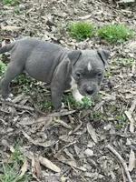 Aphrodite, a female American Pit Bull Terrier for sale in Eden, NC – Photo 4 of 4