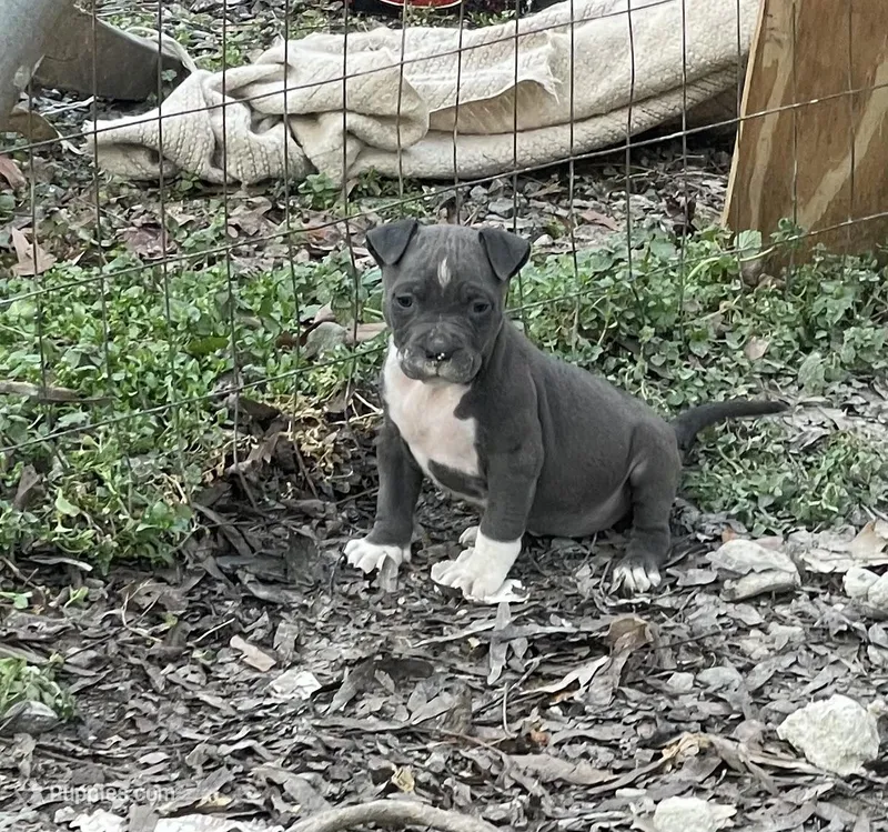 Aphrodite – American Pit Bull Terrier puppy for sale in Eden, NC