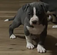 Hercules, a male American Pit Bull Terrier for sale in Eden, NC – Photo 1 of 2