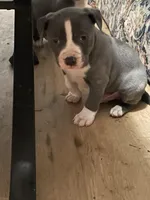 Hercules, a male American Pit Bull Terrier for sale in Eden, NC – Photo 2 of 2