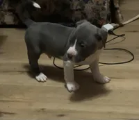 Zeus, a male American Pit Bull Terrier for sale in Eden, NC – Photo 3 of 3