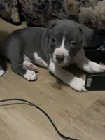 Zeus, a male American Pit Bull Terrier for sale in Eden, NC – Photo 2 of 3