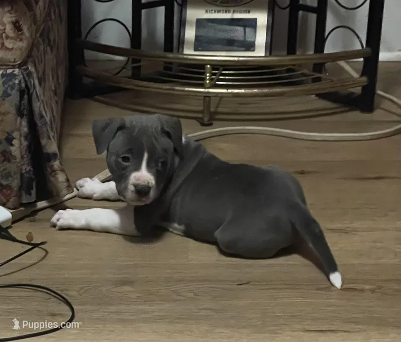 Zeus, a male American Pit Bull Terrier for sale in Eden, NC – Photo 1 of 3